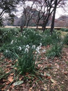 Shinjuku Gyoen Gardens Consulting Visit by JI Core 50