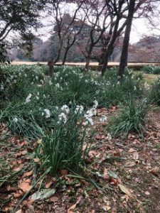 Shinjuku Gyoen Gardens Consulting Visit by JI Core 50