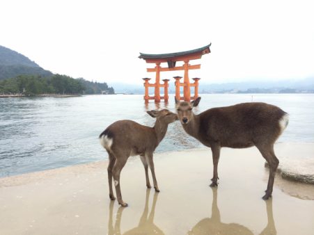 ルーシーのインバウンド対策メールマガジン 第13号を発行いたしました！