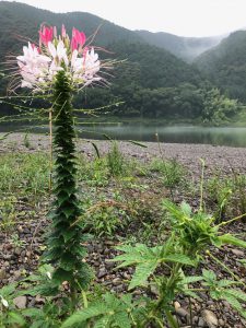 外国人家族にぴったりな高知の楽しみ方を検証！