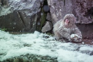 Snow Monkeys in Nagano