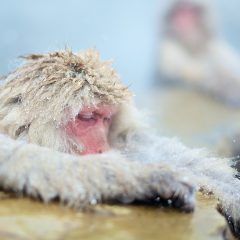 Snow Monkeys in Nagano