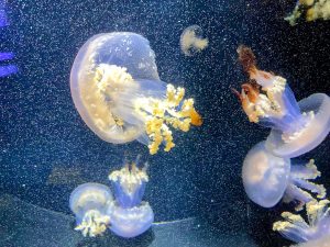 鶴岡市立加茂水族館