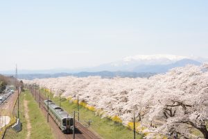 東北の桜
