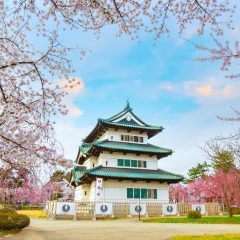 弘前城と桜