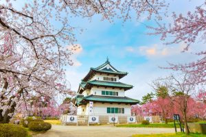 弘前城と桜