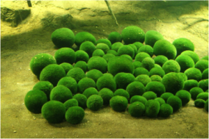 Naturally occurring marimo in Akan Lake can have diameters as large as 60 centimeters