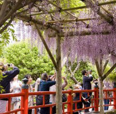 H&R Group Wisteria Festival