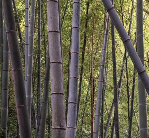 Shizuoka Bamboo Forest