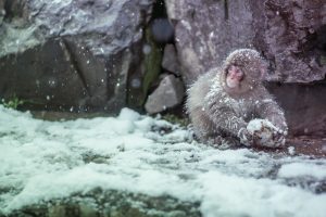 Discover the Current World Through the Eyes of a Baby Snow Monkey in Jarman CEO, Ruth Marie Jarman's New Magical Story (Nagano Prefecture)